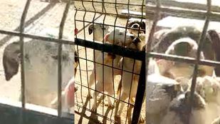 Perros del Centro de Protección Animal de Parla.