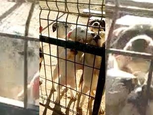 El peor invierno de los animales de la protectora de Parla