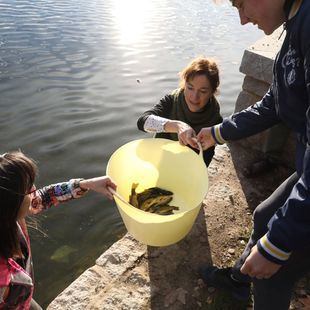 Nuevos inquilinos en la Casa de Campo: 2.000 tencas repoblarán el lago