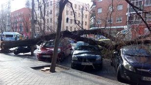 Un árbol de 20 metros aplasta varios coches en Embajadores