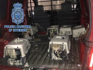 Rescatados 12 chihuahuas de un criadero ilegal en Meco