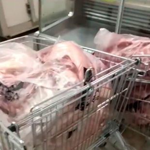 Neveras apagadas e insectos junto a carne y pescado congelado