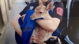 Un pequeño 'Bambi' o serpientes: los animales abandonados más curiosos