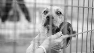 El Servicio de recogida urgente de animales ha salvado a 400 en los últimos cinco años