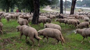 La Casa de Campo volverá a llenarse de ovejas esta semana