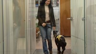 Un día con Reto: los primeros pasos de un perro de terapia