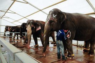 La prohibición de los circos con animales no entrará en vigor hasta 2020