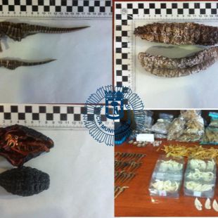 Requisadas en Usera diversas especies protegidas