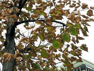 Madrid registra altos niveles de polen de plátano