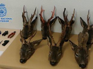 Dos furtivos, detenidos con siete cabezas de corzo