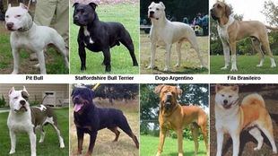 La Policía realizó en 2018 casi 250 intervenciones con perros potencialmente peligrosos