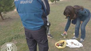 La Policía Municipal busca al responsable de haber colocado en un parque de Barajas hasta una veintena de salchichas con alfileres y cristales, sospechoso de un delito continuado de maltrato animal
