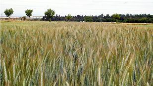 El reconocimiento de las trabajadoras agrarias llega con un nuevo Registro de Explotaciones