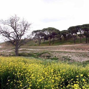 El parque central de Valdebebas comenzará sus obras "de forma inmediata"