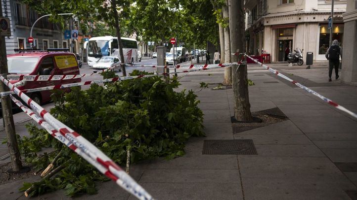 La mayoría de las intervenciones de los bomberos han estado relacionadas con árboles y elementos intestables con riesgo de caer a la vía pública.