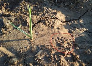 El mapache arruina a los agricultores del Jarama