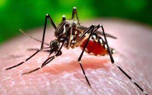 Velilla de San Antonio, de nuevo en lucha contra los insectos