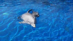 Seprona investiga un presunto maltrato a los delfines del Zoo de Madrid