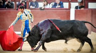 La debutante divisa santacolomeña de Valdellán nos regala a 'Carasucia', el mejor toro de la Feria