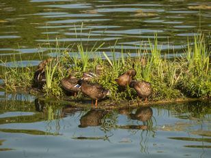 La biodiversidad autóctona se recupera en la Casa de Campo