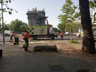 La caída de un árbol obliga a desalojar la terraza de Ramsés y otros efectos de la tormenta