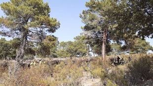 Conato de incendio por la caída de un rayo en un pino en Robledo de Chavela