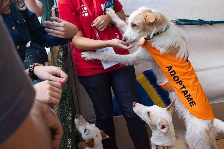 Hacia una región 'Petfriendly': 6.249 animales adoptados frente a 4.313 abandonados