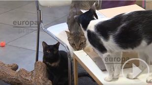 La Gatoteca: tomar un café en compañía felina