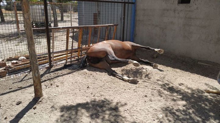 Desmantelado un local con un caballo muerto en Getafe