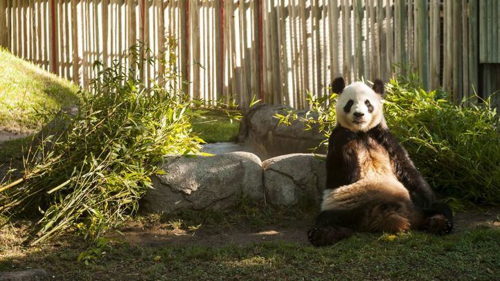Un Panda Gigante en el Zoo Aquarium de Madrid.