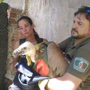 Agentes forestales rescatan un ejemplar de buitre leonado