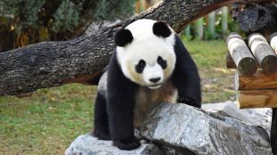 Osos panda en Madrid: ante el reto de la reproducción