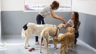 Guarderías caninas: el segundo hogar de los amigos peludos