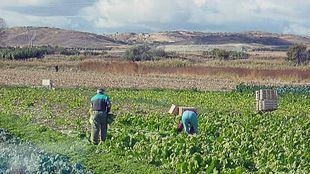 La Comunidad dará ayudas a los agricultores afectados por las tormentas