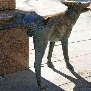 Valencia obligará a los dueños de los perros a lavar los orines de sus mascotas