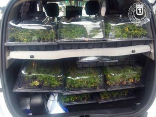 Detenido por transportar 1.130 plantas de marihuana