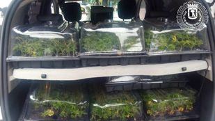 La furgoneta del detenido, repleta de plantas de marihuana.