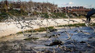 Aves y cineastas se dan cita en el 'finde'
