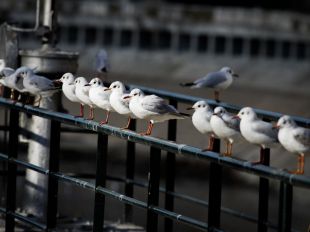 Así se celebrará el Día de las Aves en Madrid