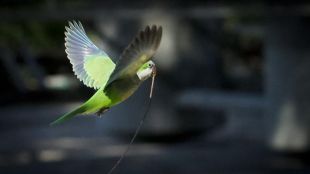 El fin de las cotorras argentinas: el Ayuntamiento las exterminará
