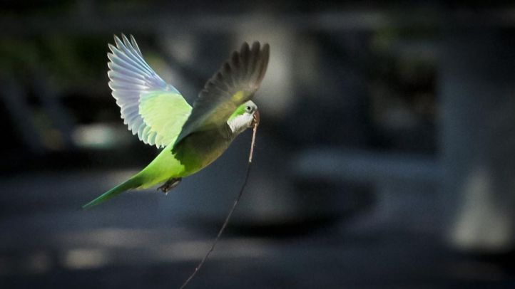 El fin de las cotorras argentinas: el Ayuntamiento las exterminará