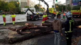 La caída de un árbol corta durante horas la Castellana