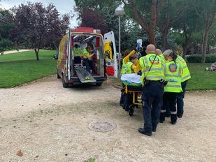 Herido de gravedad tras caer del árbol en el que cogía piñas