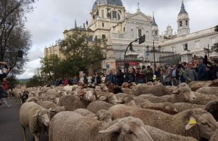 Las ovejas toman el centro de Madrid