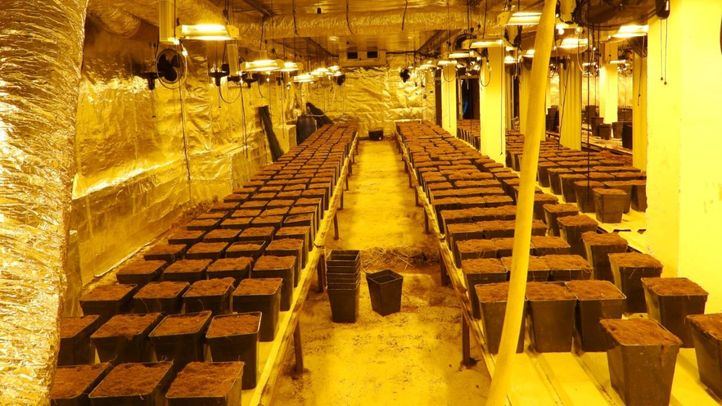 Los tres detenidos contaban con un invernadero para el cultivo de marihuana y se encontraban acondicionando otros dos