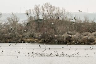 Los humedales de Madrid, entre el abandono y la ampliación