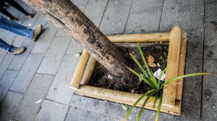 El Ayuntamiento plantará 8.377 árboles en alcorques vacíos de diciembre a marzo