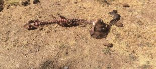 Indemnizaciones "injustas" tras el ataque del lobo: "La Comunidad paga 120 euros por cabra cuando el juez dicta 550"