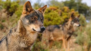 Medio Ambiente convocará la 'Mesa del Lobo' antes de que termine el año