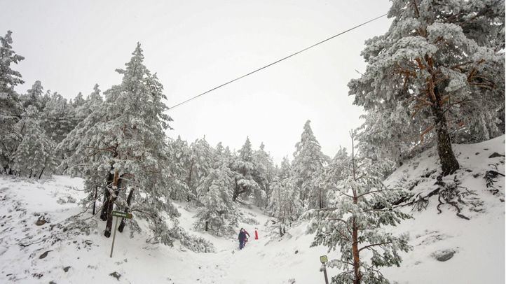 Paisaje de pinos cubiertos de nieve durante el temporal de nieve en la Sierra de Madrid, en el Puerto de Navacerrada (Madrid)